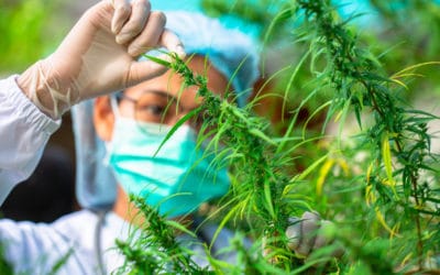 Seeking Cannabis R&D Tax Credits At The Federal And State Level