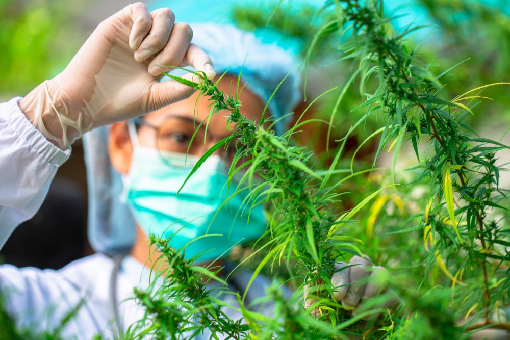 Seeking Cannabis R&D Tax Credits at the Federal and State Level